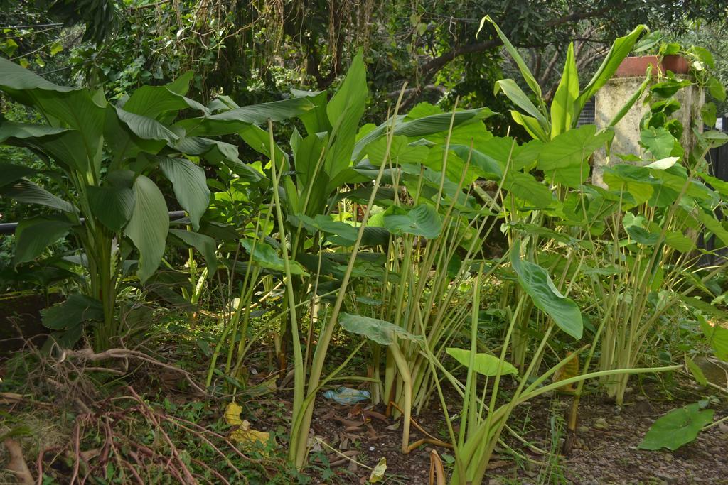 Mount Valley Mama Cottage Rishīkesh Chambre photo